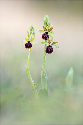 Ophrys passionis, Bouches-du-Rhône