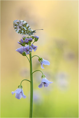 Aurorafalter (Anthocharis cardamines), Männchen, Deutschland, Baden-Württemberg