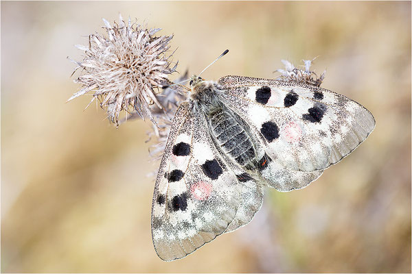 Roter Apollo (Parnassius apollo linnei), Schweden, Gotland