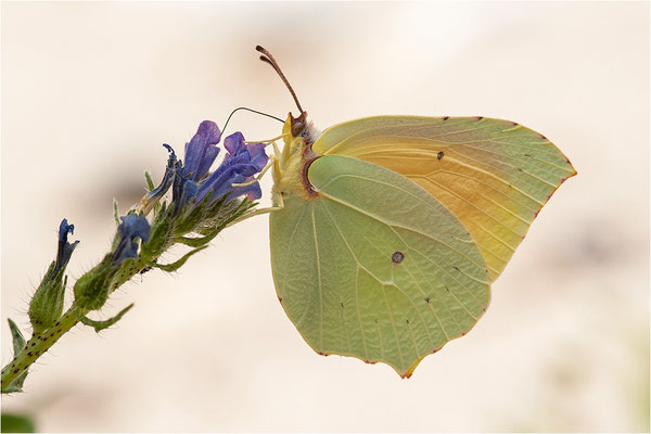 Mittelmeer-Zitronenfalter (Gonepteryx cleopatra), Männchen, Frankreich, Ardèche