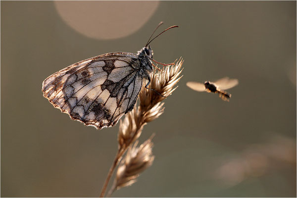 Schachbrettfalter (Melanargia galathea), Weibchen, Deutschland, Baden-Württemberg