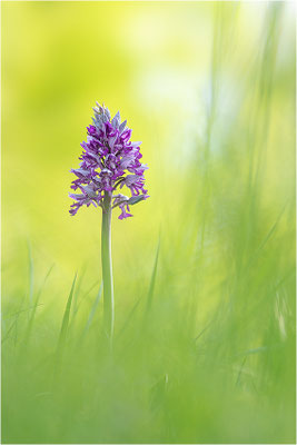 Helm-Knabenkraut (Orchis militaris), Gotland, Schweden