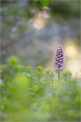 Purpur-Knabenkraut (Orchis purpurea), Deutschland, Baden-Württemberg