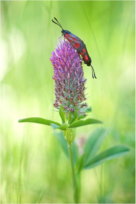 Beilfleck-Widderchen (Zygaena loti), Paarung, Schweiz, Wallis