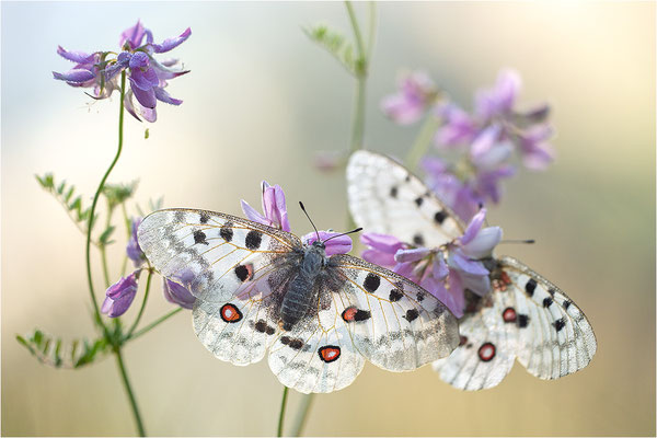 Roter Apollo (Parnassius apollo thiemo), Deutschland, Baden-Württemberg