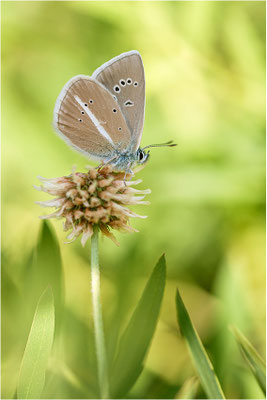 Weißdolch-Bläuling (Polyommatus damon), Schweiz, Wallis