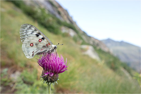 Roter Apollo (Parnassius apollo pedemontanus), Italien, Region Aostatal, 2.100m