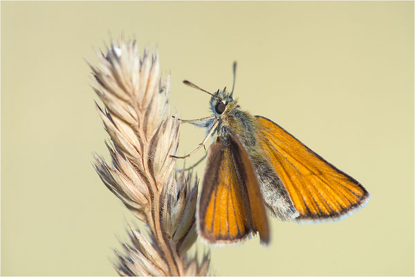 Braunkolbiger Braun-Dickkopffalter (Thymelicus sylvestris), Deutschland, Baden-Württemberg