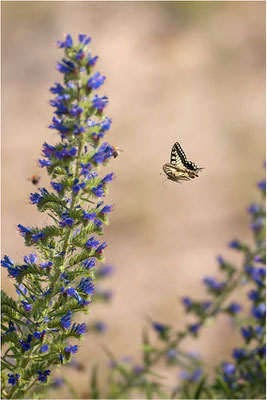 Schwalbenschwanz (Papilio machaon), Deutschland, Baden-Württemberg
