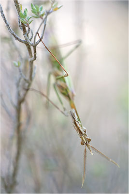 Hauben-Fangschrecke (Empusa pennata), Männchen, Frankreich, Drôme