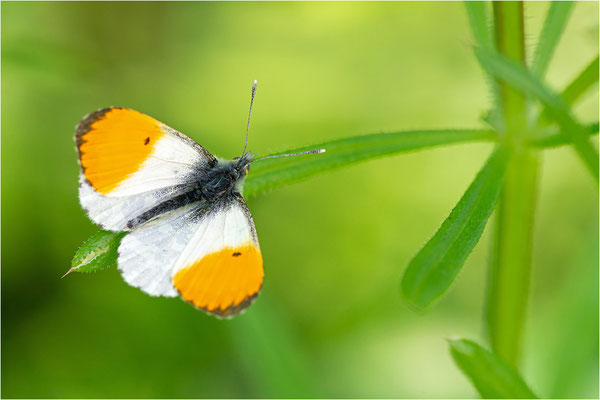 Aurorafalter (Anthocharis cardamines), Männchen, Deutschland, Baden-Württemberg