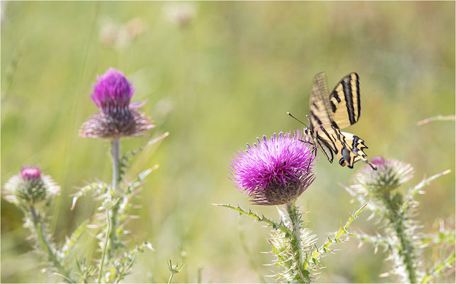 Südlicher Schwalbenschwanz (Papilio alexanor destelensis), Männchen, Frankreich, Var