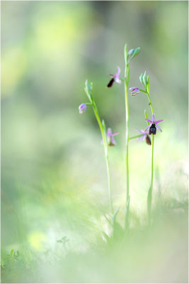 Drôme-Ragwurz (Ophrys drumana), Frankreich, Dep. Isere