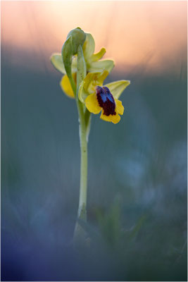 Ophrys lutea