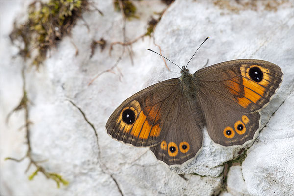Braunauge (Lasiommata maera), Schweiz, Kt. Freiburg