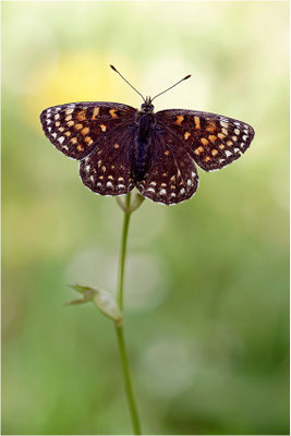 Baldrian-Scheckenfalter (Melitaea diamina), Schweiz, Kanton Bern