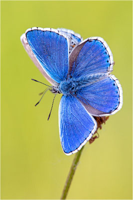 Himmelblauer Bläuling (Polyommatus bellargus), Männchen, Deutschland, Baden-Württemberg