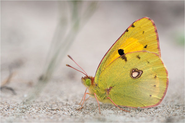 Postillon (Colias crocea), Frankreich, Drôme