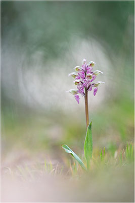Milchweißes Knabenkraut (Neotinea lactea), Dep. Var, Frankreich
