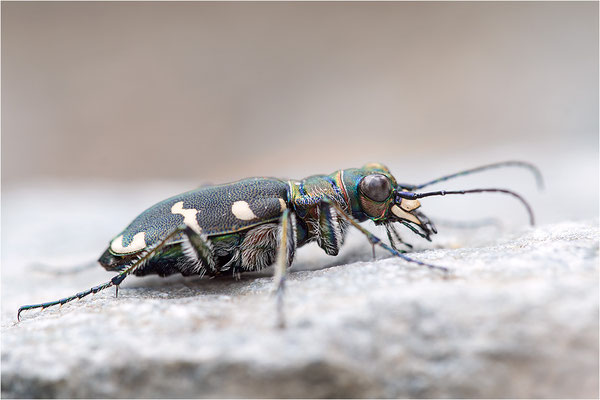 Dünen-Sandlaufkäfer (Cicindela transversalis transversalis), Italien, Region Aostatal, 1600m
