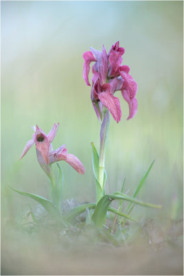 Verkannter Zungenstendel (Serapias neglecta), Frankreich, Var