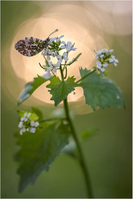 Aurorafalter (Anthocharis cardamines), Männchen, Deutschland, Baden-Württemberg