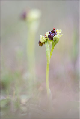 Ophrys bombyliflora
