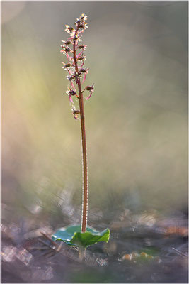 Kleines Zweiblatt (Listera cordata), Gotland, Schweden