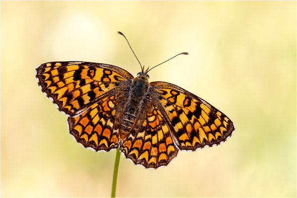 Flockenblumen-Scheckenfalter (Melitaea phoebe occitania), Spanien, Lleida