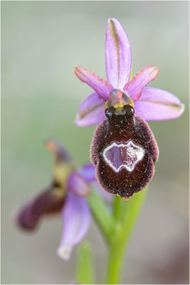 Drôme-Ragwurz (Ophrys drumana), Frankreich, Dep. Drôme