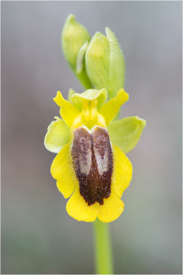 Ophrys lutea
