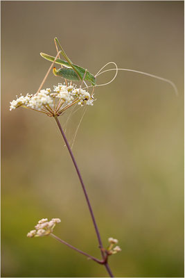 Lilienblatt-Sichelschrecke (Tylopsis lilifolia), Frankreich, Drôme