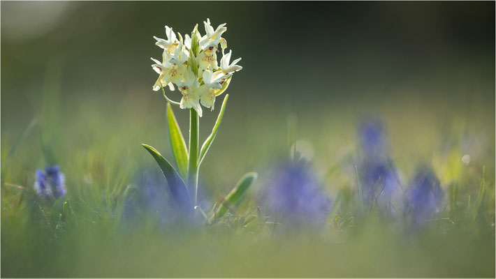 Holunder-Fingerwurz (Dactylorhiza sambucina), Frankreich, Dep. Aveyron