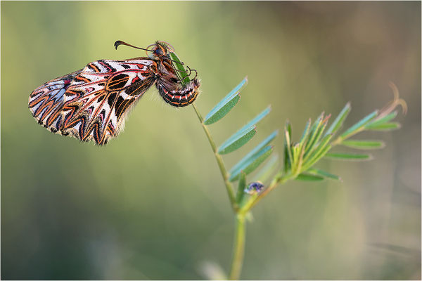 Südlicher Osterluzeifalter (Zerynthia polyxena), Männchen, Frankreich, Ardèche