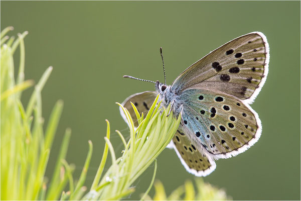 Thymian-Ameisenbläuling (Phengaris arion f. obscura), Italien, Region Aostatal, 1600m