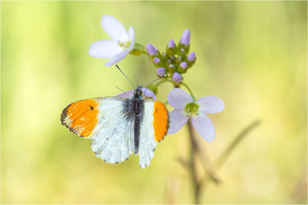 Aurorafalter (Anthocharis cardamines), Männchen, Deutschland, Baden-Württemberg