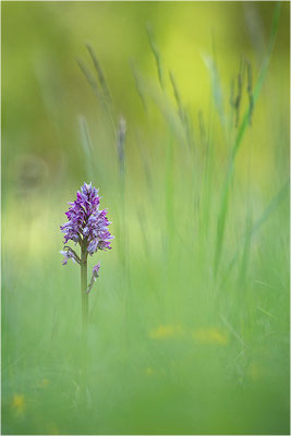 Helm-Knabenkraut (Orchis militaris), Deutschland, Baden-Württemberg