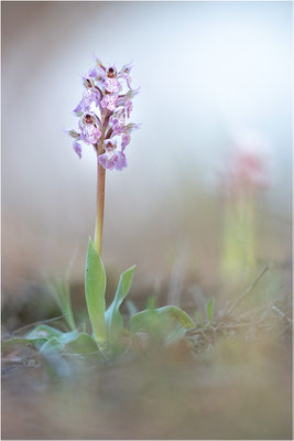 Milchweißes Knabenkraut (Neotinea lactea), Dep. Var, Frankreich