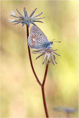Kleiner Esparsetten-Bläuling (Polyommatus thersites), Männchen, Frankreich, Ardèche