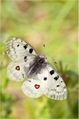 Roter Apollo (Parnassius apollo thiemo), Deutschland, Baden-Württemberg