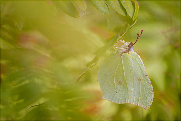 Zitronenfalter (Gonepteryx rhamni), Schweden, Värmland