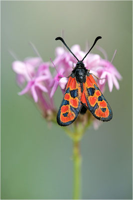 Zygaena hilaris, Frankreich, Savoye
