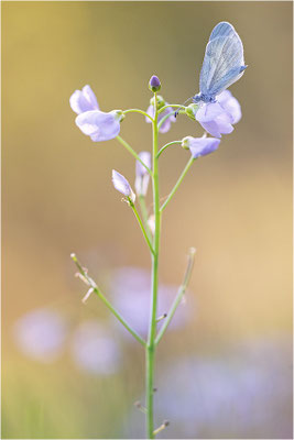 Tintenfleck-Weißling (Leptidea sinapis bzw. juvernica), Deutschland, Baden-Württemberg
