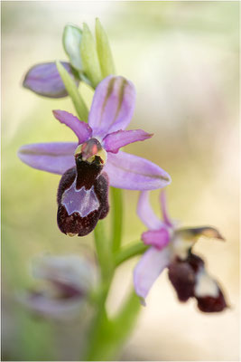 Drôme-Ragwurz (Ophrys drumana), Frankreich, Dep. Drôme