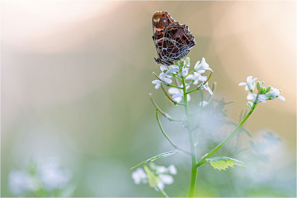 Landkärtchen (Araschnia levana), Frühjahrsform, Deutschland, Baden-Württemberg