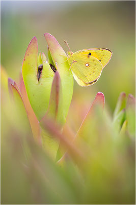 Postillon (Colias crocea), Frankreich, Korsika