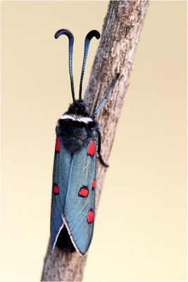 Lavendel-Widderchen (Zygaena lavandulae), Frankreich, Ardèche