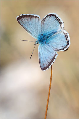 Silbergrüner Bläuling (Polyommatus coridon), Männchen, Frankreich, Bouches-du-Rhône