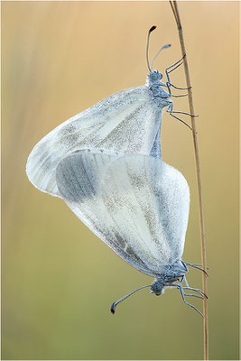 Tintenfleck-Weißling (Leptidea sinapis bzw. juvernica), Paarung, Deutschland, Bayern