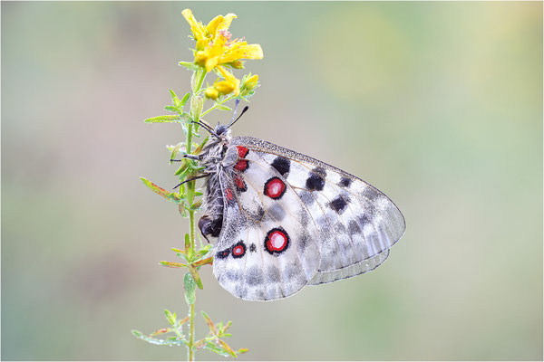 Roter Apollo (Parnassius apollo apollo), Schweden, Småland